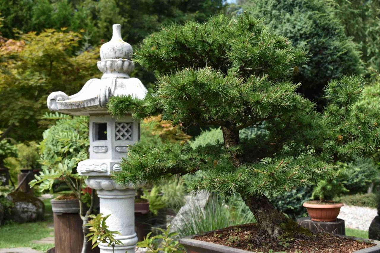 Vila Ogrod Shinrin Yoku Srokowo Exteriér fotografie